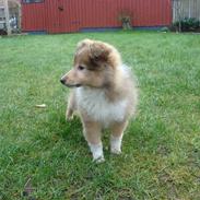 Shetland sheepdog Shiva<3<3