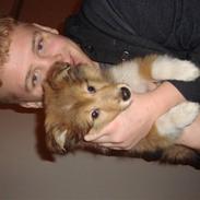 Shetland sheepdog Shiva<3<3