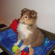 Shetland sheepdog Shiva<3<3