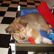 Shetland sheepdog Shiva<3<3