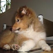 Shetland sheepdog Shiva<3<3