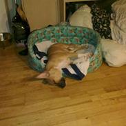 Amerikansk staffordshire terrier Luffe R.I.P