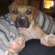 Amerikansk staffordshire terrier Luffe R.I.P