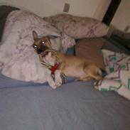 Amerikansk staffordshire terrier Luffe R.I.P