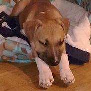 Amerikansk staffordshire terrier Luffe R.I.P