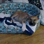 Amerikansk staffordshire terrier Luffe R.I.P