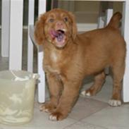 Nova scotia duck tolling retriever Mushu
