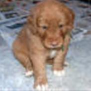 Nova scotia duck tolling retriever Mushu