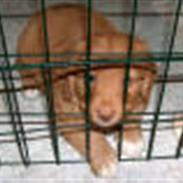 Nova scotia duck tolling retriever Mushu