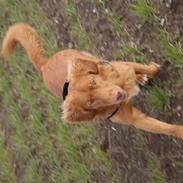 Nova scotia duck tolling retriever Mushu
