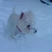 West highland white terrier Sofiensdals Treasure Hunt