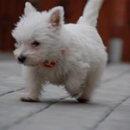 West highland white terrier Sofiensdals Treasure Hunt