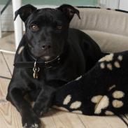 Staffordshire bull terrier Nelly Arina Isidora