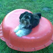 Lhasa apso gismo