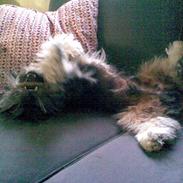 Lhasa apso gismo