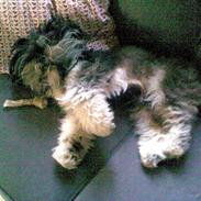 Lhasa apso gismo
