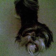 Lhasa apso gismo