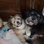 Lhasa apso gismo