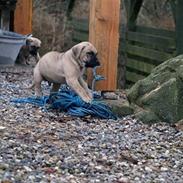 Dogo canario Corax