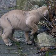 Dogo canario Corax