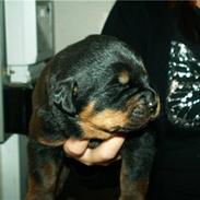 Rottweiler Vom hause luna's fighter 