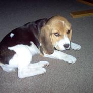 Beagle Shelly
