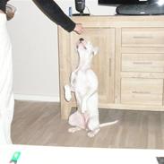 Amerikansk staffordshire terrier Cousy