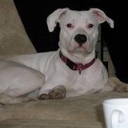 Amerikansk staffordshire terrier Cousy