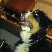 Berner sennenhund Milo Tyson Westh