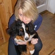 Berner sennenhund Milo Tyson Westh