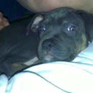 Amerikansk staffordshire terrier Blubo