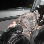 Amerikansk staffordshire terrier Blubo