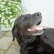 Labrador retriever Sille (Himmelhund)