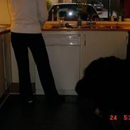 Berner sennenhund Jassu ''Død''