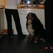 Berner sennenhund Jassu ''Død''