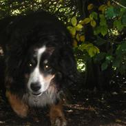 Berner sennenhund Jassu ''Død''