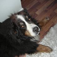 Berner sennenhund Jassu ''Død''