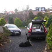 Berner sennenhund Jassu ''Død''