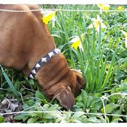 Boxer Tavia (Octavia)