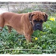 Boxer Tavia (Octavia)