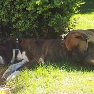 Boxer Tavia (Octavia)