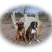 Boxer Tavia (Octavia)