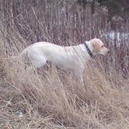 Labrador retriever sami