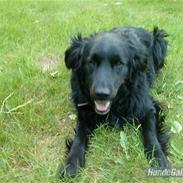 Blanding af racer Charlie