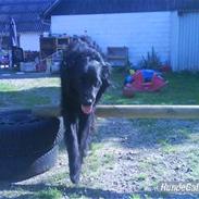 Blanding af racer Charlie