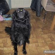 Blanding af racer Charlie