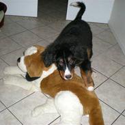 Berner sennenhund Carlo Falk