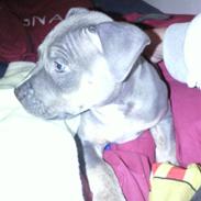 Amerikansk staffordshire terrier Capone( R.I.P)