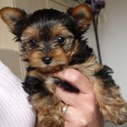 Yorkshire terrier Baltazar's Fie