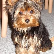 Yorkshire terrier Baltazar's Fie